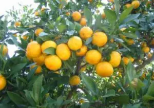 【秋季】みかん狩り体験