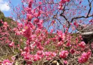 【冬季】長楽寺