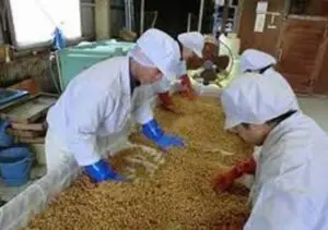 手作り味噌体験